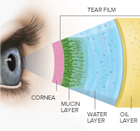 Tear Film Layers